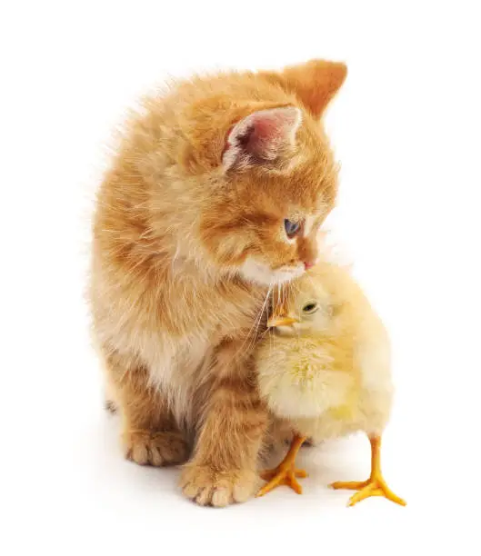Photo of Kitten and chicken.
