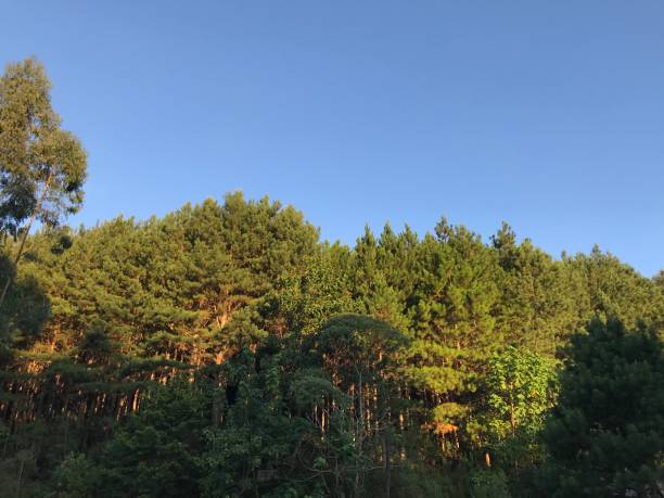 landscape with pine trees - pine tree imagens e fotografias de stock