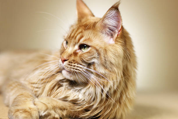 istock Beautiful maine coon male cat 1205035249
