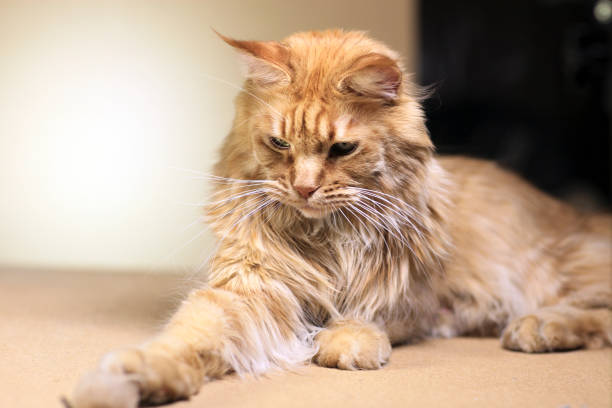 istock Playing red young cat male 1205035250