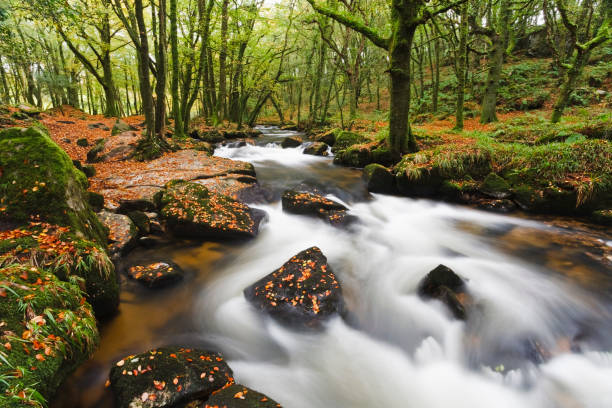 golitha falls, waterfall in cornwall - non urban scene rural scene tree english culture imagens e fotografias de stock