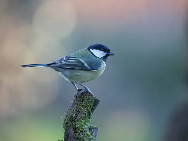 Great tit standing on tree branch in winter sunlight