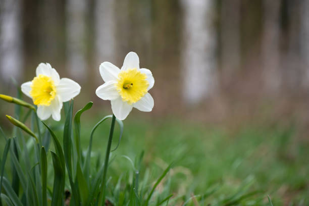 White Large-Cupped daffodil Ice Follies in springtime. Selective focus and shallow depth of field.