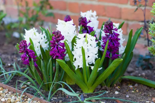 Spring hyacinth bulbs (Hyacinth Woodstock and Hyacinth Carnegie) in a flower garden, UK