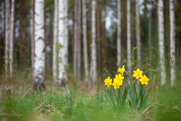 Yellow daffodils in springtime. Selective focus and shallow depth of field.
