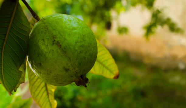 istock Guava fruit ripe in tree with leaves 1205037331