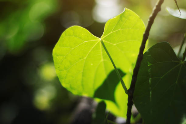 istock Heart shape leaves with natural sunlight in forest 1205037421