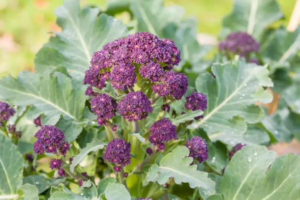 Purple sprouting broccoli Rudolph (brassica oleraceae) growing in a vegetable garden