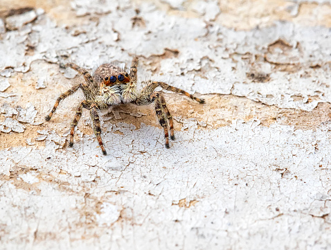 macro image of a jumping spider. Close up shot animal and insect.