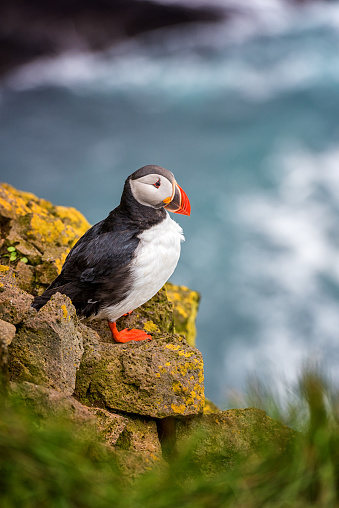Atlantic puffin single bird on the stone against the ocean background, animals in the wild, vertical image