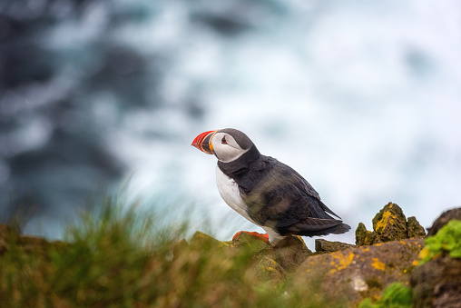 Atlantic puffin single bird on the stone against the ocean background, animals in the wild