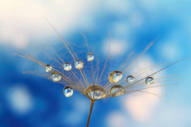 istock dandelion seed with drops of water against the sky 1205039977