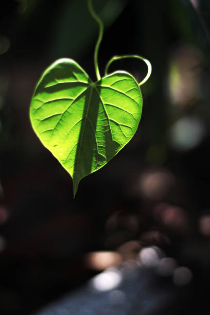 istock Heart shape leaves with natural sunlight in forest 1205040960