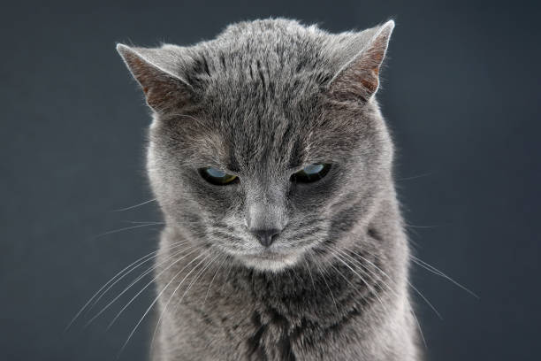 istock Studio portrait of a beautiful grey cat on dark background 1205042847