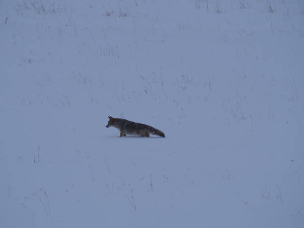 istock Lone Coyote Hunting in Winter 1205042903