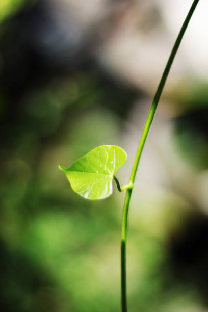 istock Heart shape leaves with natural sunlight in forest 1205042966