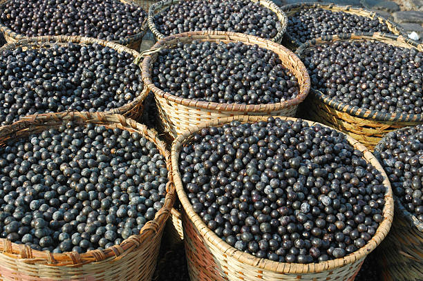 istock Acai Fruit Harvest and Market 120504405