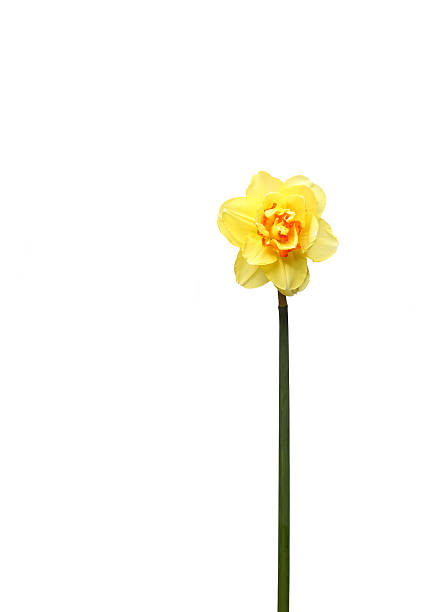 Daffodil stock photo
