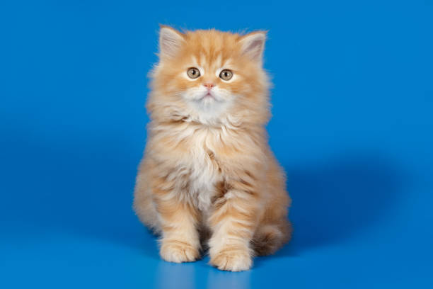 little cat is sitting