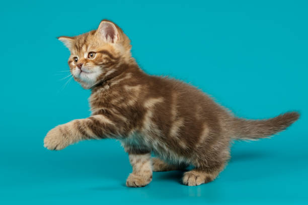 istock scottish straight shorthair cat 1205045766