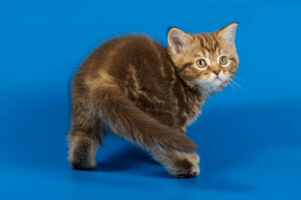 istock scottish straight shorthair cat 1205045792