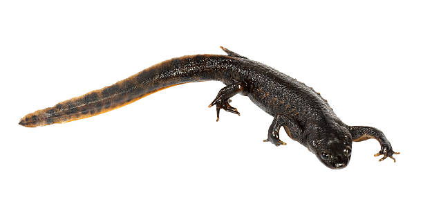 istock Newt on the white background 120504624