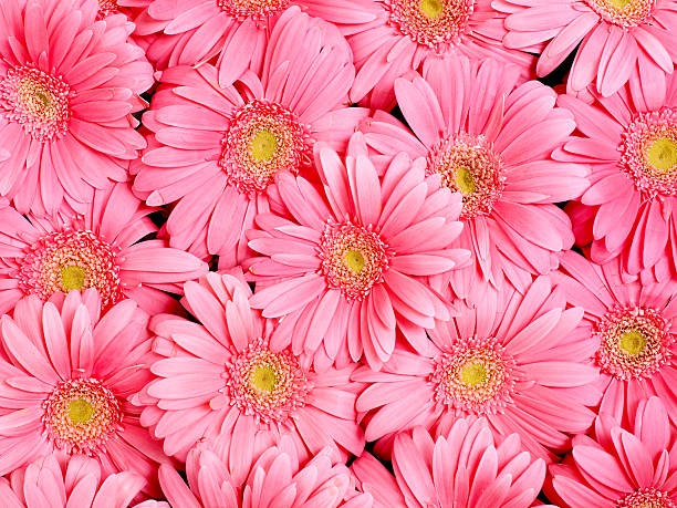 Background of  flower. stock photo