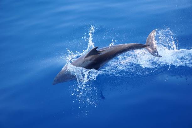 istock Dolphin jumping into the water 1205050622
