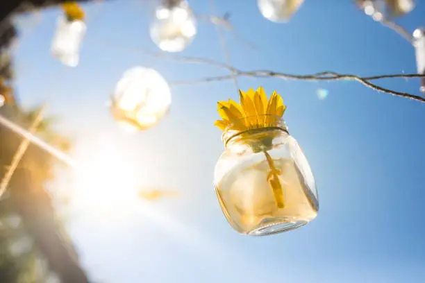 Flower in a bottle with the sun shining on it