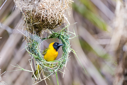 Speke's weaver bird. Serengeti National park. Tanzania. Africa