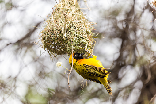 Speke's weaver bird. Serengeti National park. Tanzania. Africa