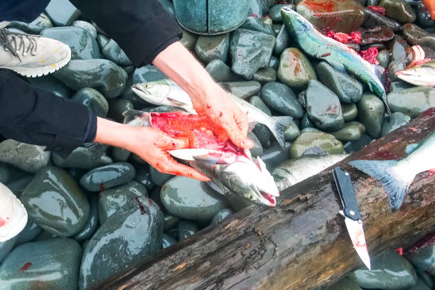 istock Butchering salmon outdoors for caviar. Red caviar salmon alive. 1205051994