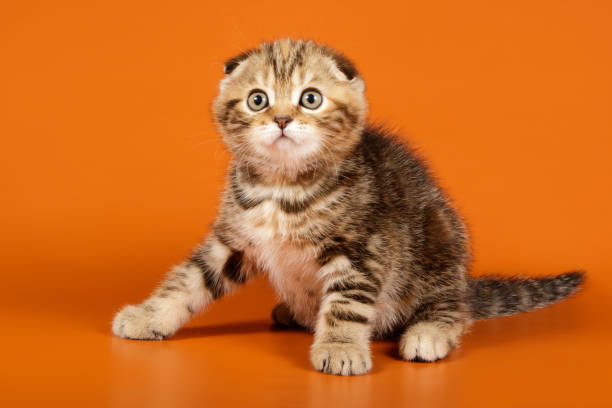 istock Scottish fold shorthair cat on colored backgrounds 1205053418