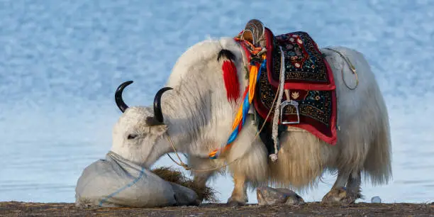 Nam Tso Lake, Tibet / China - August 2, 2017: Close-up of white, furry yak with black horns. Eating grass and having a colorful saddle on its back. In the background the waters of Nam Tso Lake. Once wild, now tamed animal.