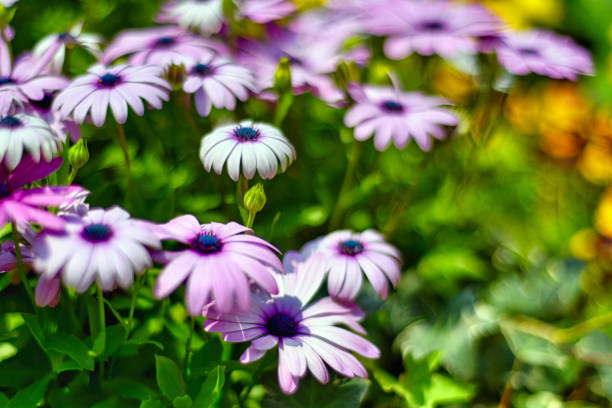 Close up view of a beautiful purple and white petunia flowers