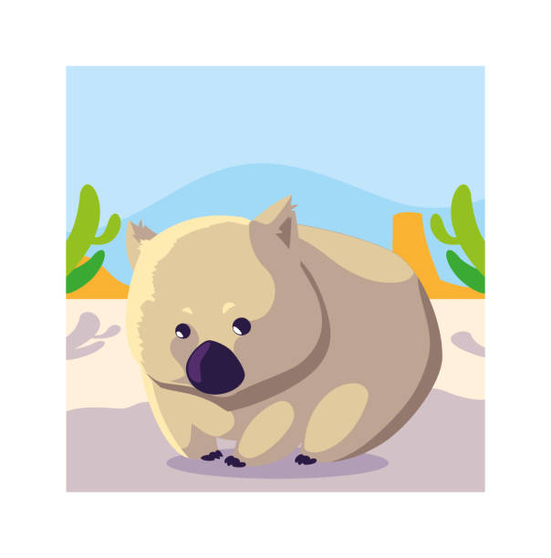 card with wombat in australian landscape card with wombat in australian landscape vector illustration design wombat stock illustrations