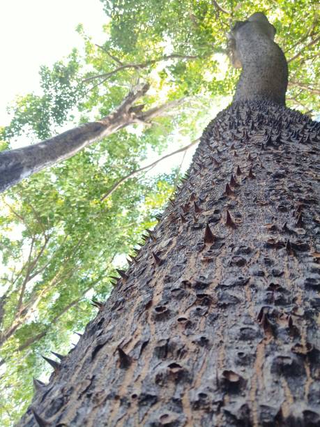 istock Bombax ceiba in the forest 1205056427