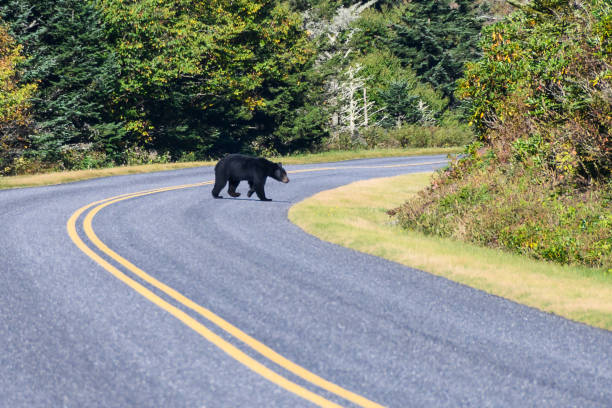 Orso nero che attraversa la strada sulla Blue Ridge Parkway - foto stock