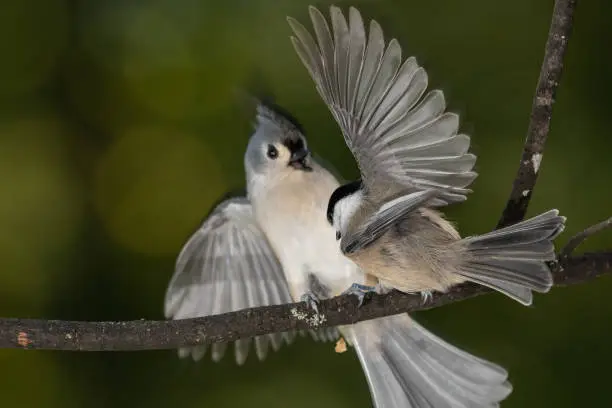 Carolina Chickadee Confronting a Startled Tufted Titmouse