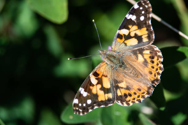 istock Painted Lady Butterfly Sipping Nectar from the Accommodating Flower 1205057523