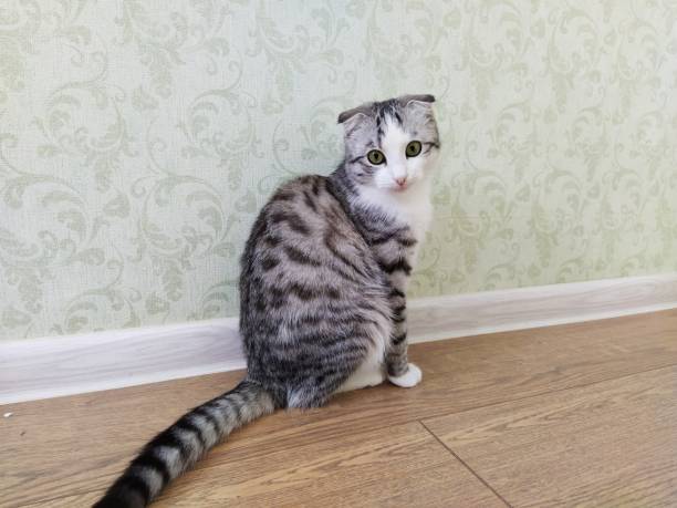 istock Lop-eared cat sits on a wooden floor and looks at the camera 1205057607