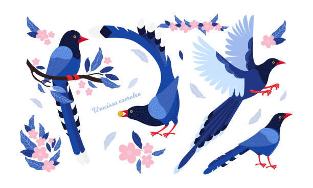 台湾の紺碧のカサゴ。台湾とアジアのエキゾチックな鳥を設定します。ウロシッサ・カエレウラ。異なるポーズや動きでかわいい青い漫画の鳥。スカンジナビアスタイルの手描きベクトルフ� - magpie点のイラスト素材／クリップアート素材／マンガ素材／アイコン素材