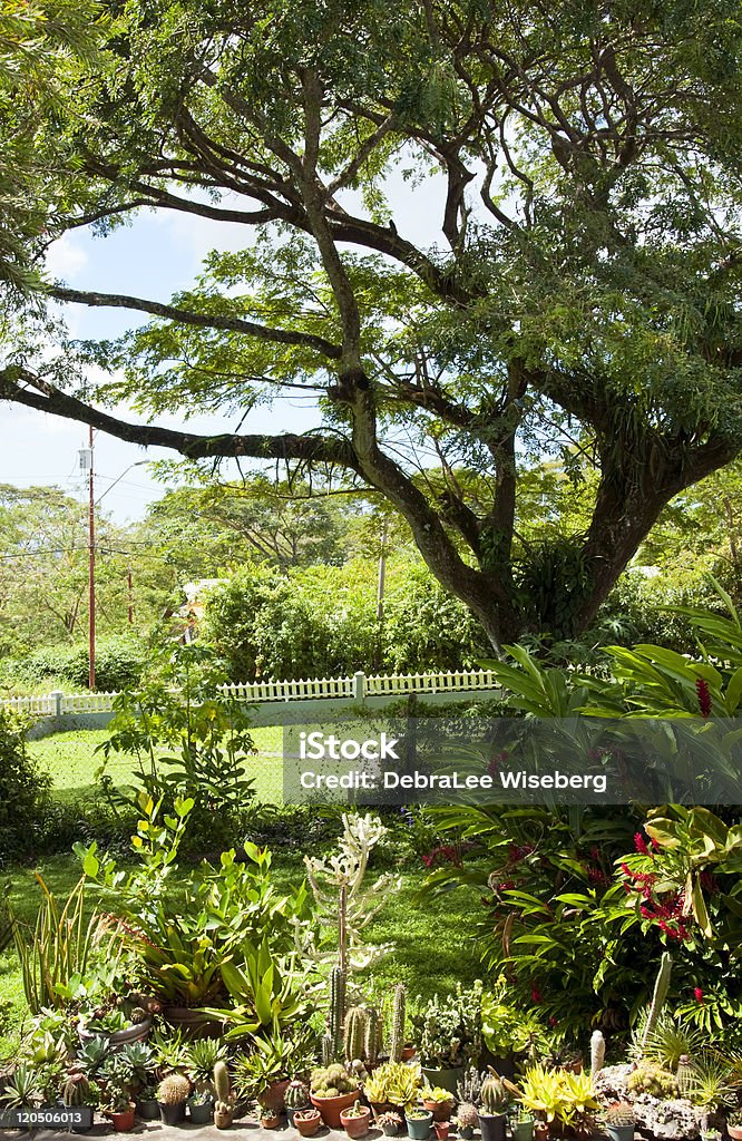 Jardín Tropical - Foto de stock de Aire libre libre de derechos