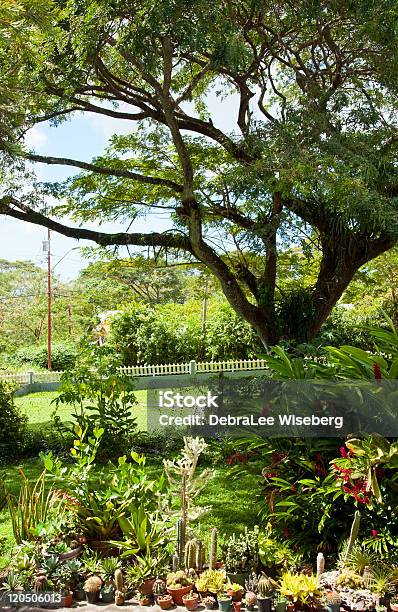 Jardín Tropical Foto de stock y más banco de imágenes de Aire libre - Aire libre, Ajardinado, Blanco - Color