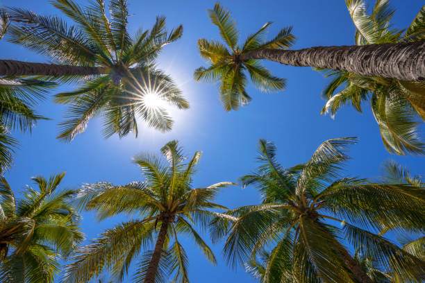 drzewo kokosowe i błękitne niebo tła. - thailand surat thani province ko samui coconut palm tree zdjęcia i obrazy z banku zdjęć