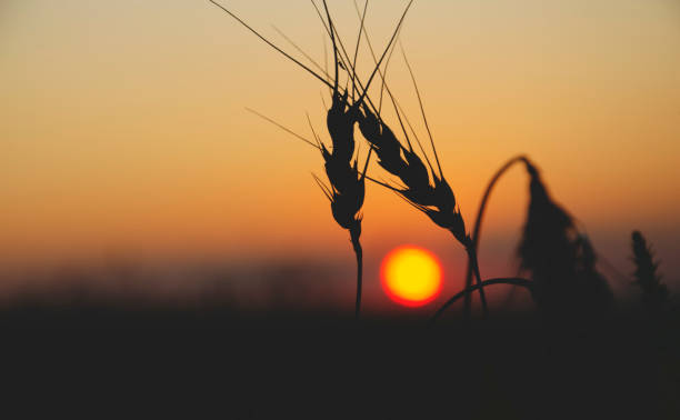 istock Silhouettes of wheat ears 1205062001