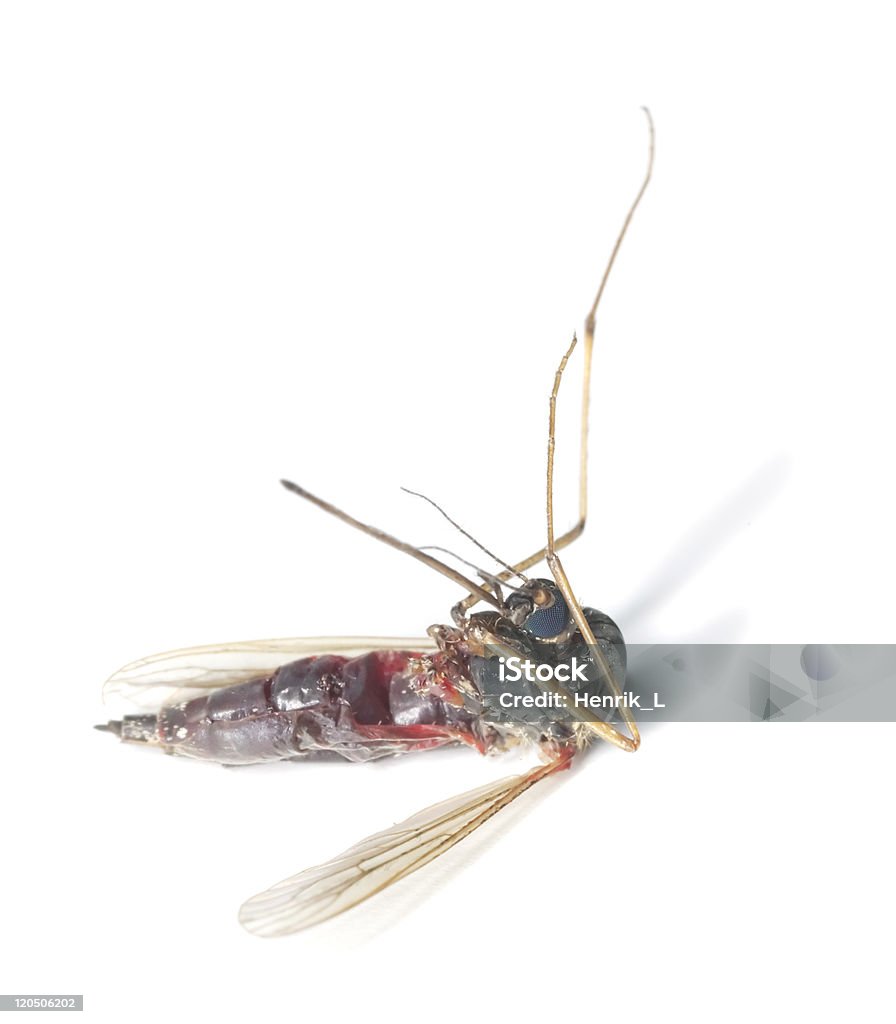 Muỗi Chết Chứa Đầy Máu Người Hình ảnh Sẵn có - Tải xuống Hình ảnh ...