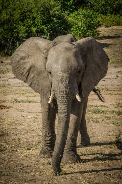 istock African Elephant Portrait 1205062615
