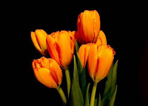 Bouquet of orange tulips on a dark background