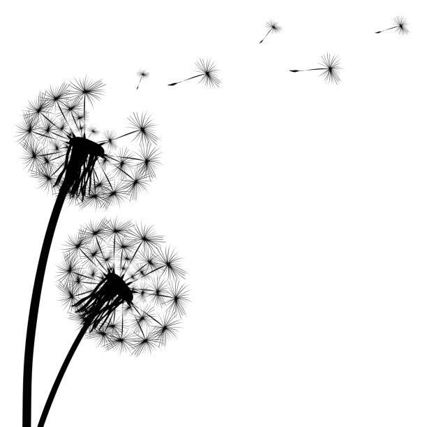 istock Black silhouette of a dandelion on a white background 1205063377
